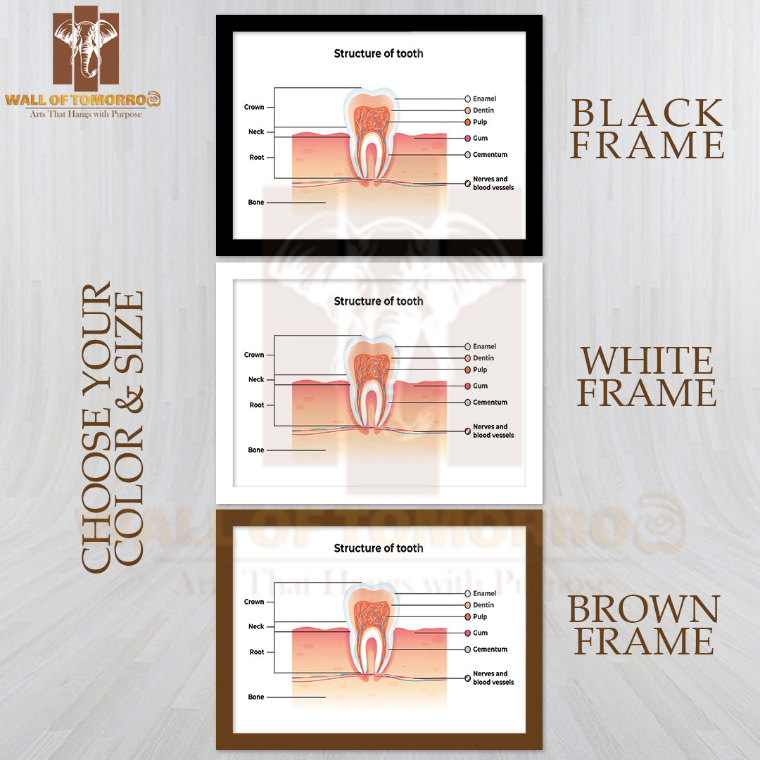 Tooth Infographics. Inscription: Enamel, Dentin, Pulp, Gum, Cementum, Nerves and Blood Vessels Educational High Quality Glass Frame Wall Décor