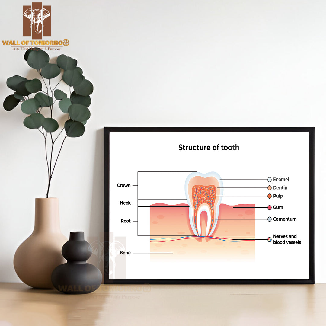 Tooth Infographics. Inscription: Enamel, Dentin, Pulp, Gum, Cementum, Nerves and Blood Vessels Educational High Quality Glass Frame Wall Décor