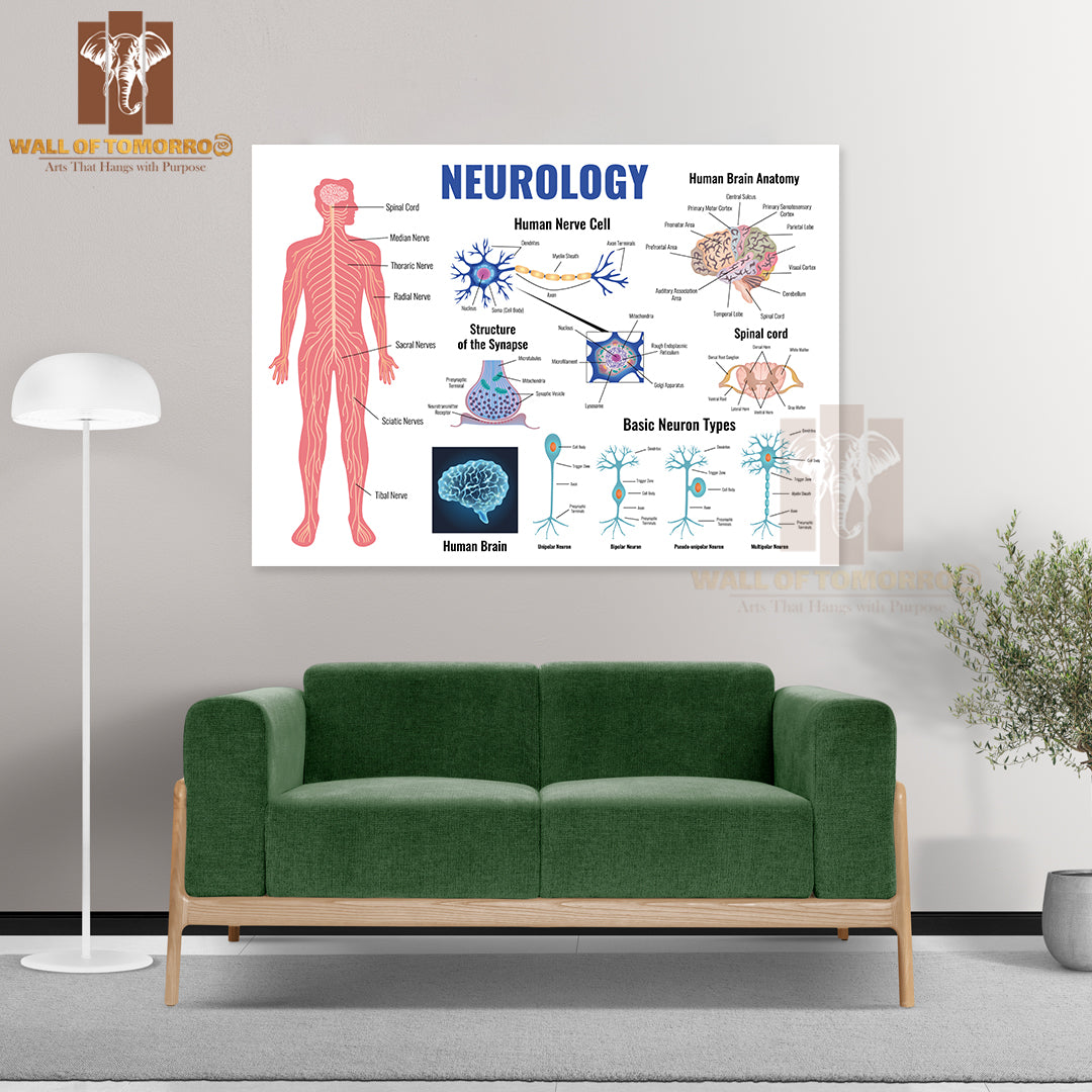 Neurology And Human Brain Anatomy Set Flat Isolated Educational High Quality Unframed Poster Print & Waterproof Poster Print Wall Décor