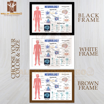 Neurology And Human Brain Anatomy Set Flat Isolated Educational High Quality Glass Frame Wall Décor