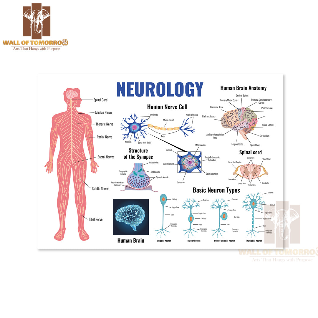 Neurology And Human Brain Anatomy Set Flat Isolated Educational High Quality Unframed Poster Print & Waterproof Poster Print Wall Décor