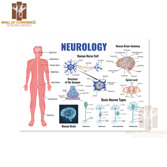 Neurology And Human Brain Anatomy Set Flat Isolated Educational High Quality Unframed Poster Print & Waterproof Poster Print Wall Décor
