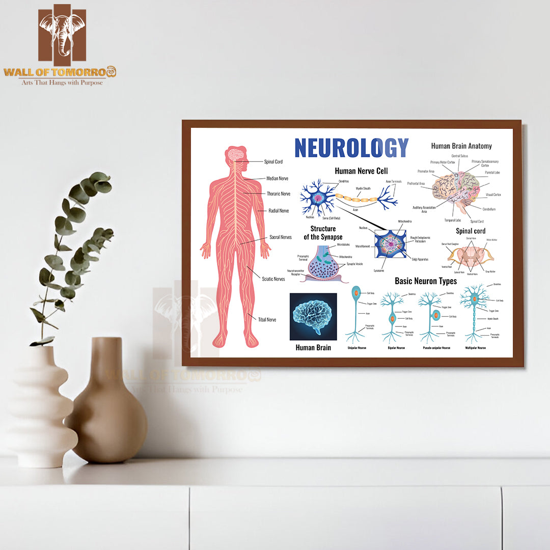 Neurology And Human Brain Anatomy Set Flat Isolated Educational High Quality Glass Frame Wall Décor