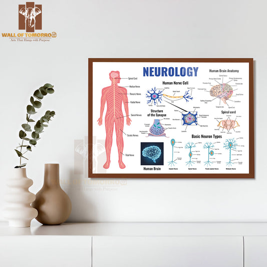 Neurology And Human Brain Anatomy Set Flat Isolated Educational High Quality Glass Frame Wall Décor