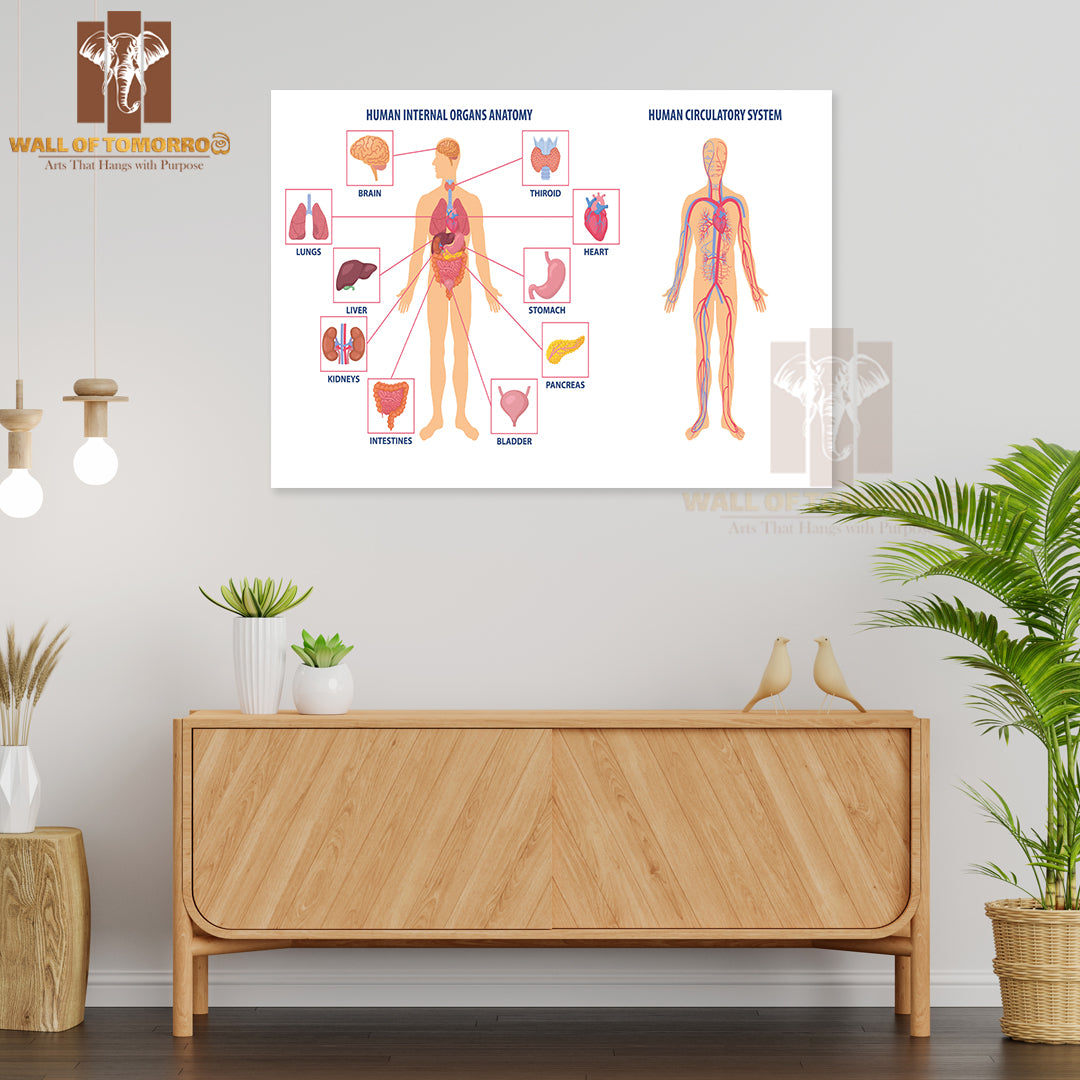 Two Diagrams Showing the Anatomy of The Human Body Educational High Quality Unframed Poster Print & Waterproof Poster Print Wall Décor