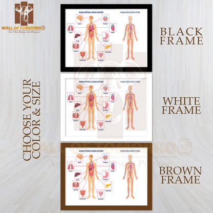 Two Diagrams Showing the Anatomy of The Human Body Educational High Quality Glass Frame Wall Décor