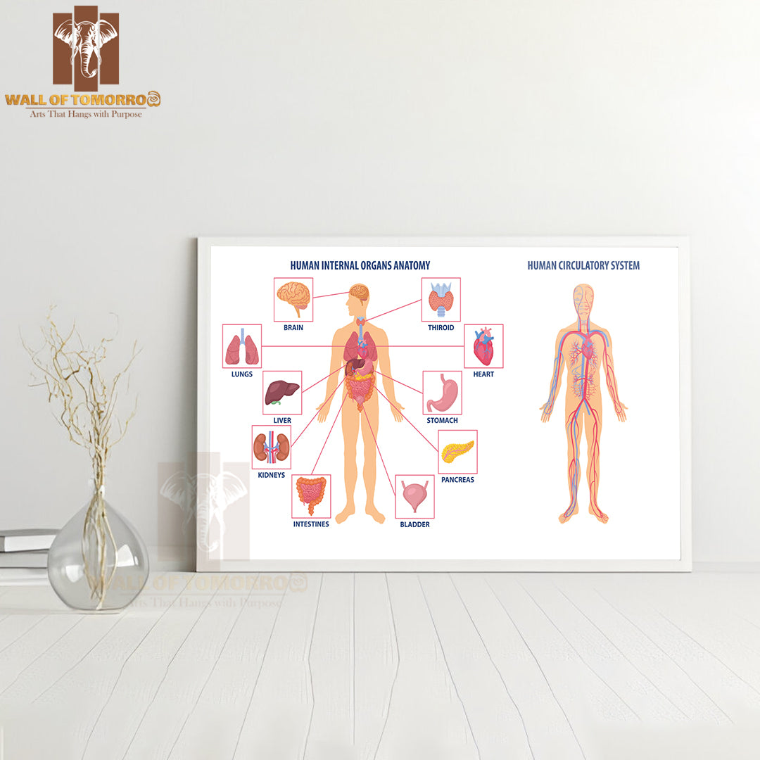 Two Diagrams Showing the Anatomy of The Human Body Educational High Quality Glass Frame Wall Décor
