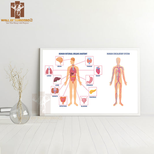 Two Diagrams Showing the Anatomy of The Human Body Educational High Quality Glass Frame Wall Décor