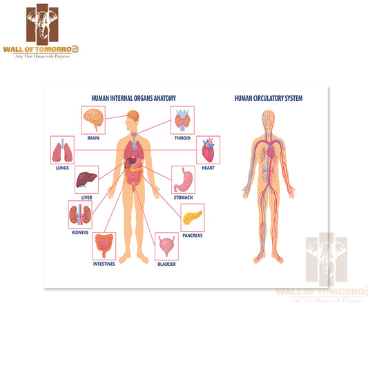 Two Diagrams Showing the Anatomy of The Human Body Educational High Quality Unframed Poster Print & Waterproof Poster Print Wall Décor