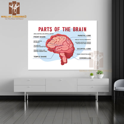 Parts Of the Brain Educational Scheme Educational High Quality Unframed Poster Print & Waterproof Poster Print Wall Décor
