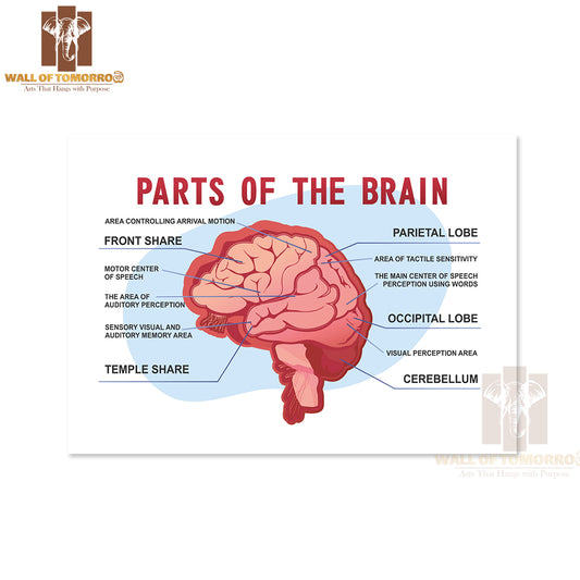 Parts Of the Brain Educational Scheme Educational High Quality Unframed Poster Print & Waterproof Poster Print Wall Décor