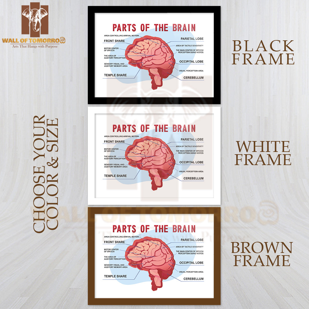 Parts Of the Brain Educational Scheme Educational High Quality Glass Frame Wall Décor