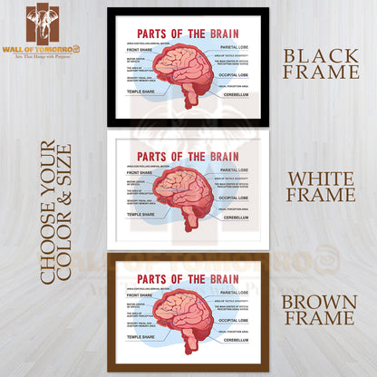 Parts Of the Brain Educational Scheme Educational High Quality Glass Frame Wall Décor