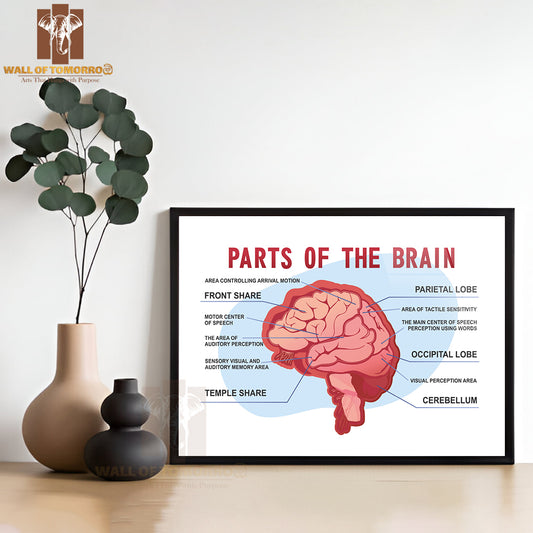 Parts Of the Brain Educational Scheme Educational High Quality Glass Frame Wall Décor