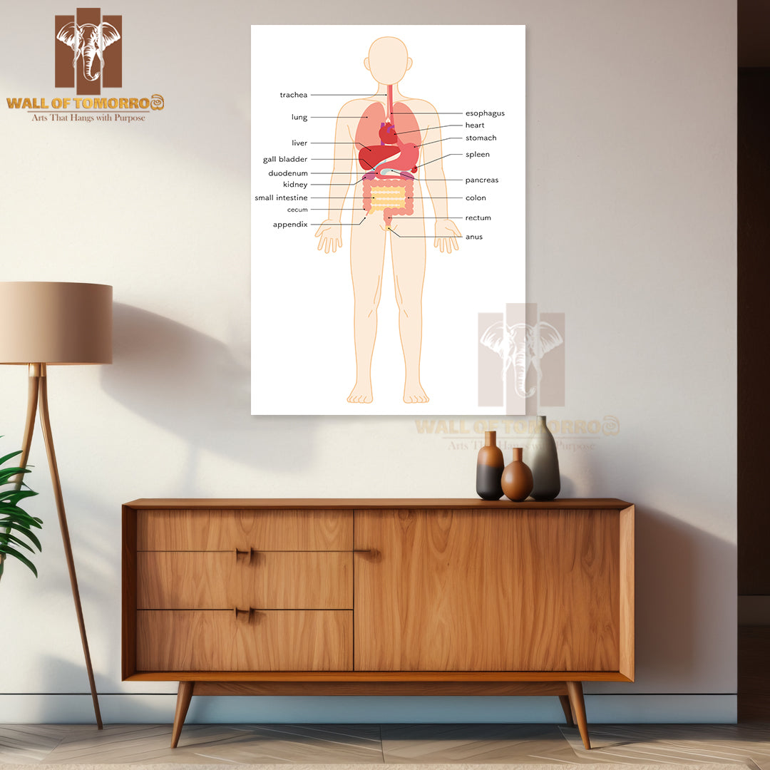 Structural drawing of the human body Educational High Quality Unframed Poster Print & Waterproof Poster Print Wall Décor