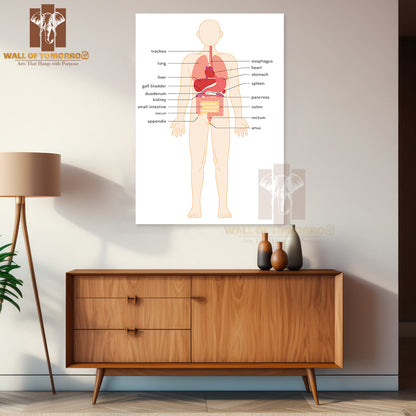 Structural drawing of the human body Educational High Quality Unframed Poster Print & Waterproof Poster Print Wall Décor