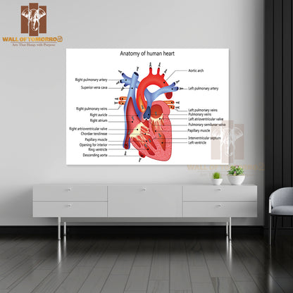 Medical Structure of The Heart Anatomy Educational High Quality Unframed Poster Print & Waterproof Poster Print Wall Décor