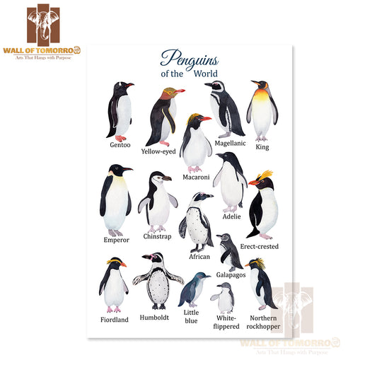 Penguins Species Watercolor Educational High Quality Unframed Poster Print & Waterproof Poster Print Wall Décor