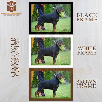 Rex Timit-tor Well Build Rottweiler High Quality Glass Frame Wall Décor