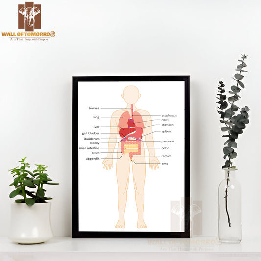 Structural drawing of the human body Educational High Quality Glass Frame Wall Décor