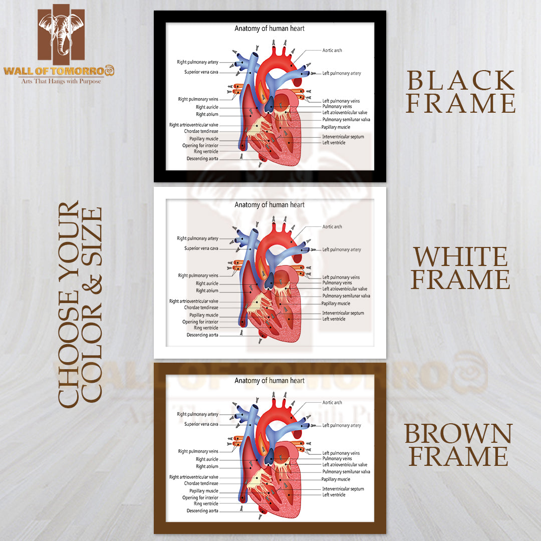 Medical Structure of The Heart Anatomy Educational High Quality Glass Frame Wall Décor