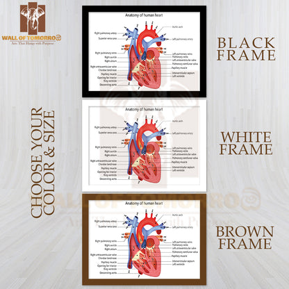 Medical Structure of The Heart Anatomy Educational High Quality Glass Frame Wall Décor