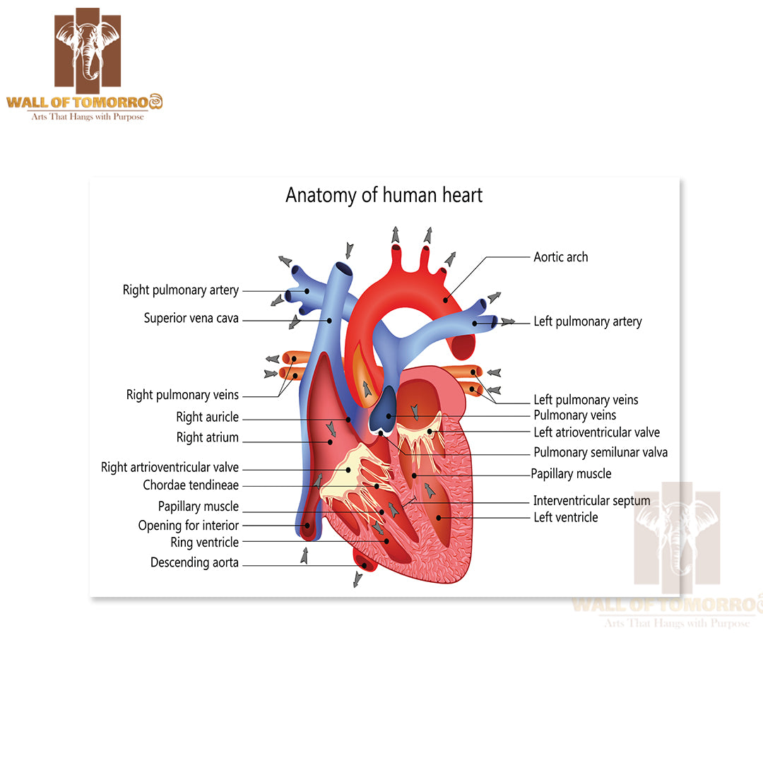 Medical Structure of The Heart Anatomy Educational High Quality Unframed Poster Print & Waterproof Poster Print Wall Décor