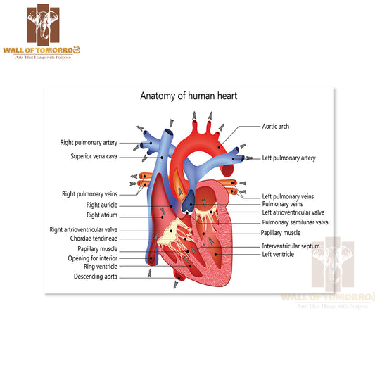 Medical Structure of The Heart Anatomy Educational High Quality Unframed Poster Print & Waterproof Poster Print Wall Décor