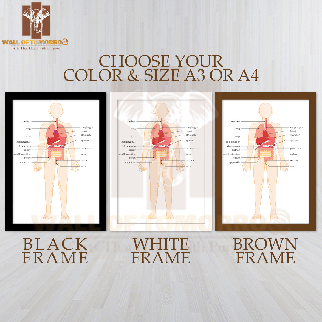 Structural drawing of the human body Educational High Quality Glass Frame Wall Décor