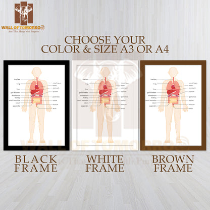 Structural drawing of the human body Educational High Quality Glass Frame Wall Décor