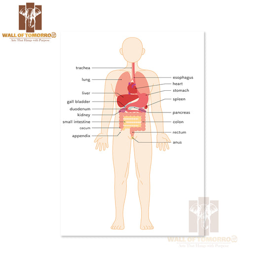 Structural drawing of the human body Educational High Quality Unframed Poster Print & Waterproof Poster Print Wall Décor