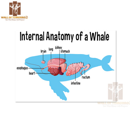 Internal Anatomy of a Whale with Label Educational High Quality Unframed Poster Print & Waterproof Poster Print Wall Décor