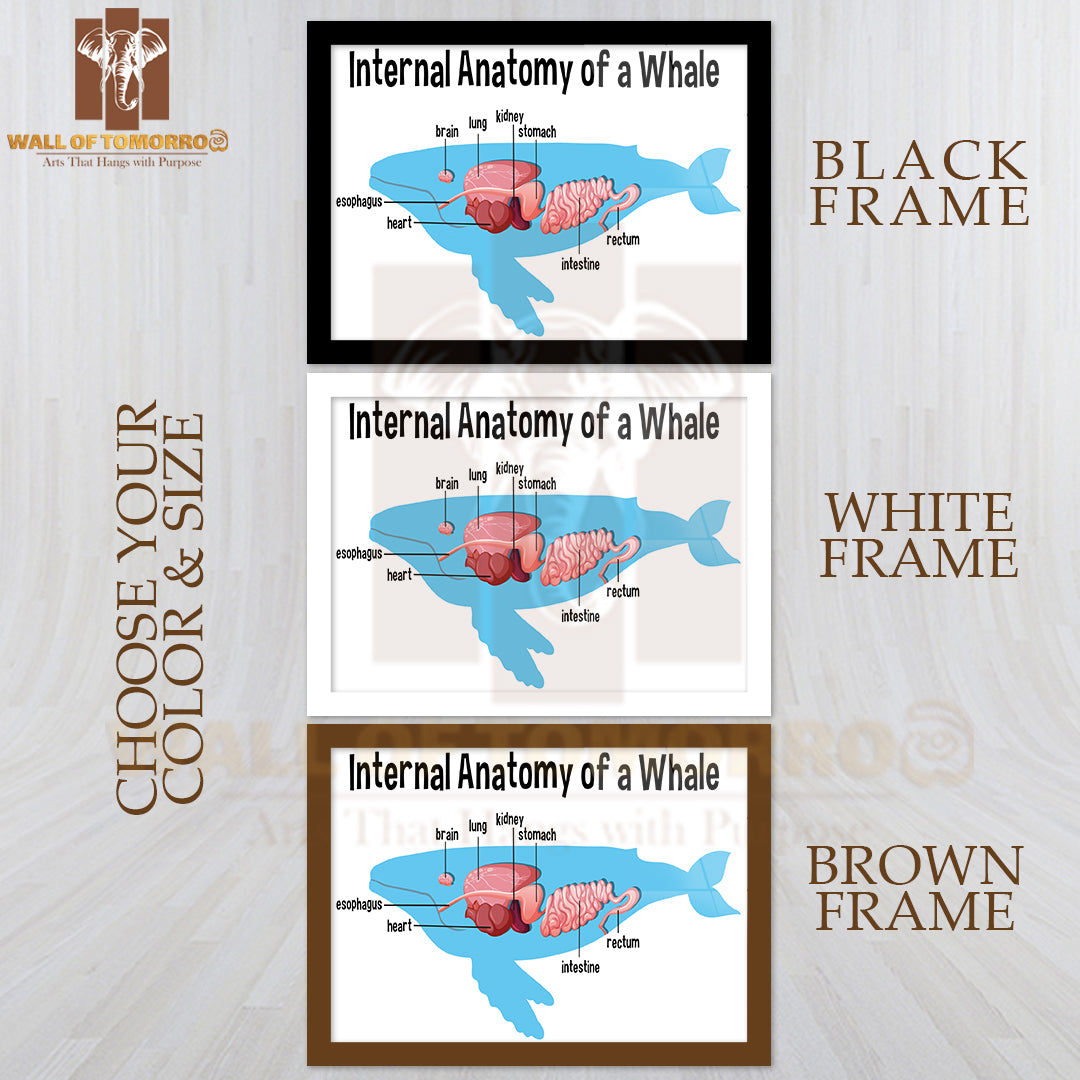 Internal Anatomy of a Whale with Label Educational High Quality Glass Frame Wall Décor