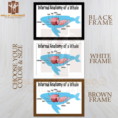 Internal Anatomy of a Whale with Label Educational High Quality Glass Frame Wall Décor