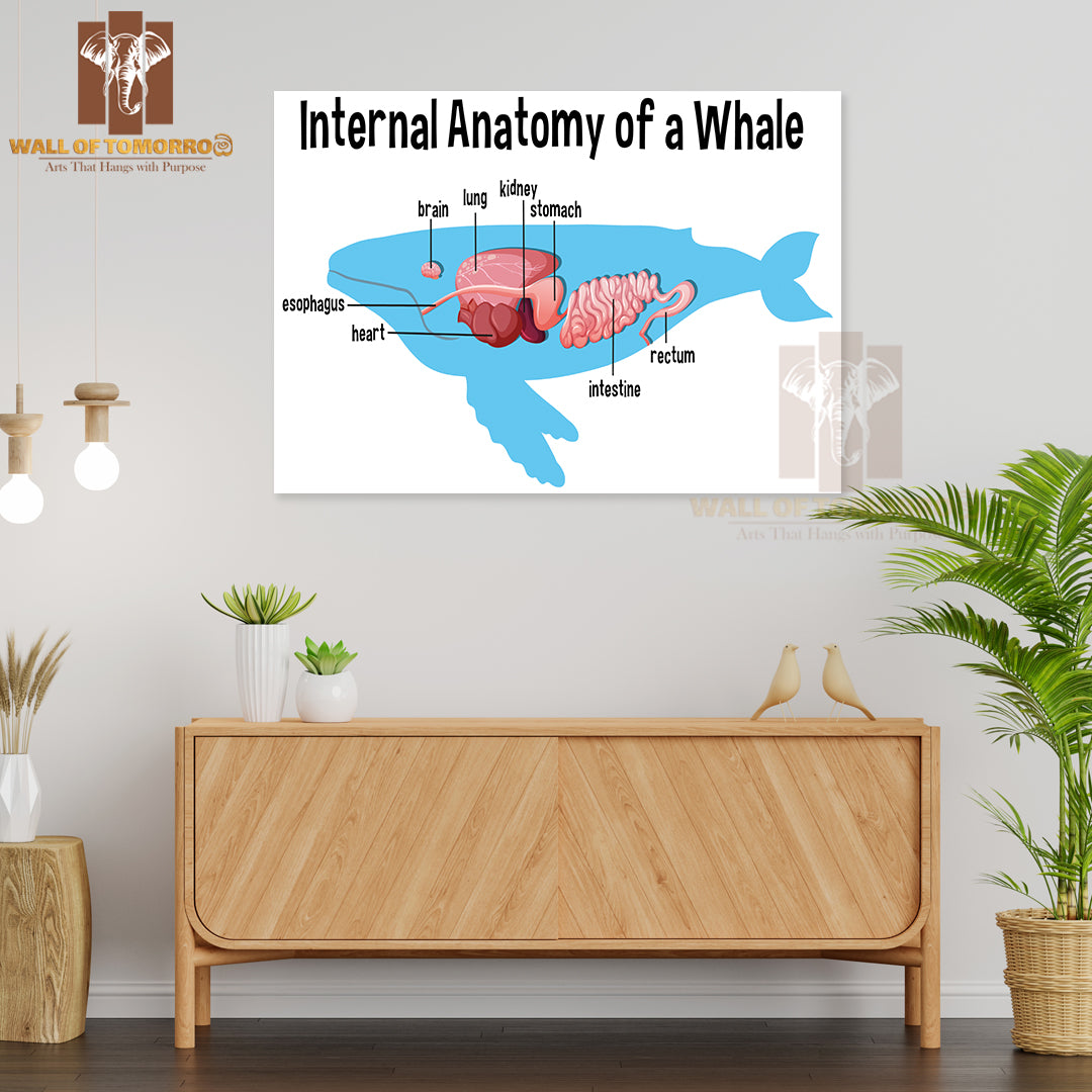 Internal Anatomy of a Whale with Label Educational High Quality Unframed Poster Print & Waterproof Poster Print Wall Décor