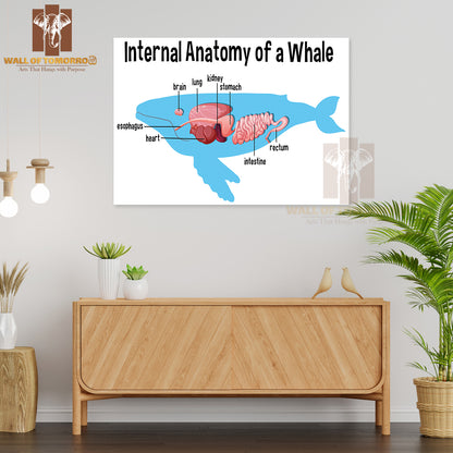Internal Anatomy of a Whale with Label Educational High Quality Unframed Poster Print & Waterproof Poster Print Wall Décor