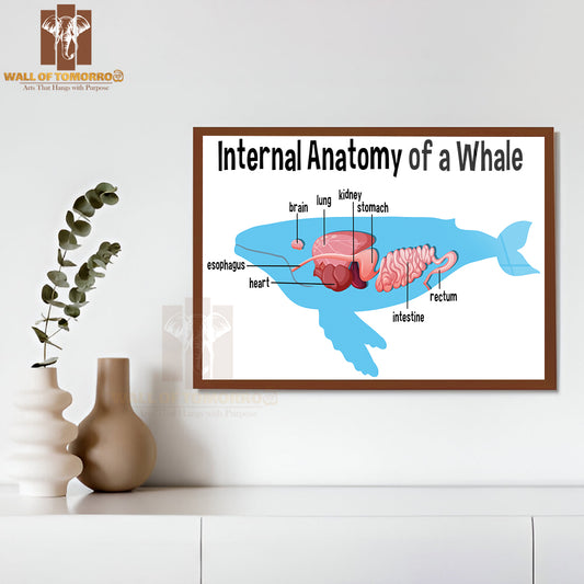 Internal Anatomy of a Whale with Label Educational High Quality Glass Frame Wall Décor