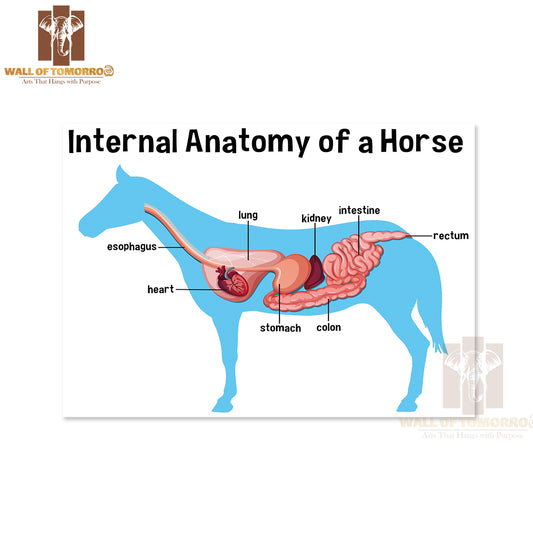 Internal Anatomy of a Horse with Label Educational High Quality Unframed Poster Print & Waterproof Poster Print Wall Décor