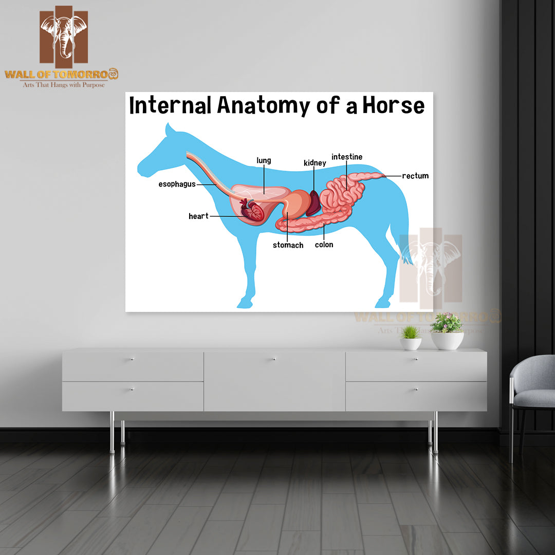 Internal Anatomy of a Horse with Label Educational High Quality Unframed Poster Print & Waterproof Poster Print Wall Décor
