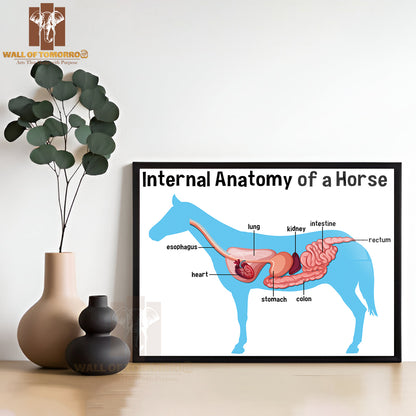 Internal Anatomy of a Horse with Label Educational High Quality Glass Frame Wall Décor