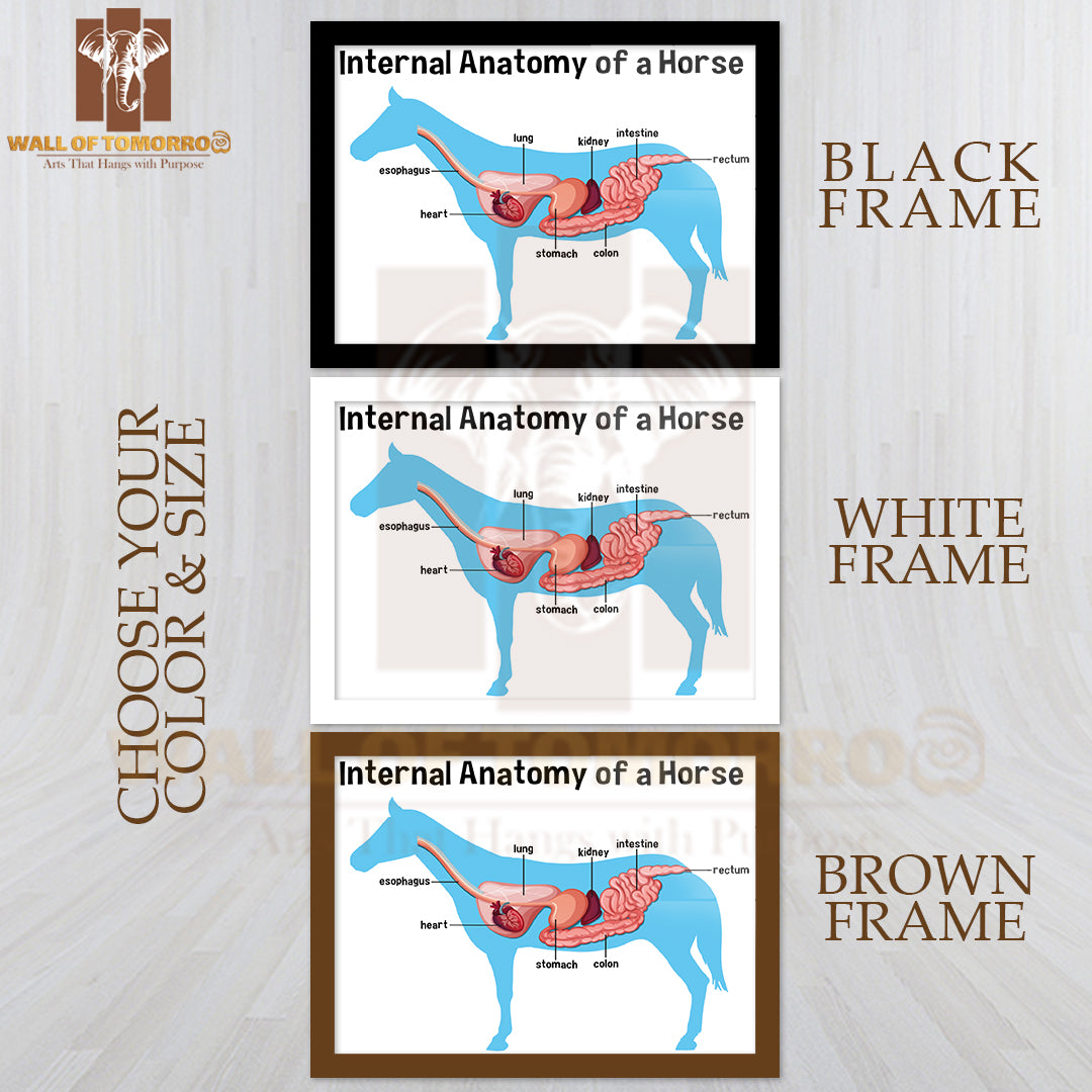 Internal Anatomy of a Horse with Label Educational High Quality Glass Frame Wall Décor