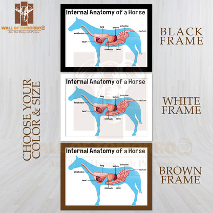 Internal Anatomy of a Horse with Label Educational High Quality Glass Frame Wall Décor