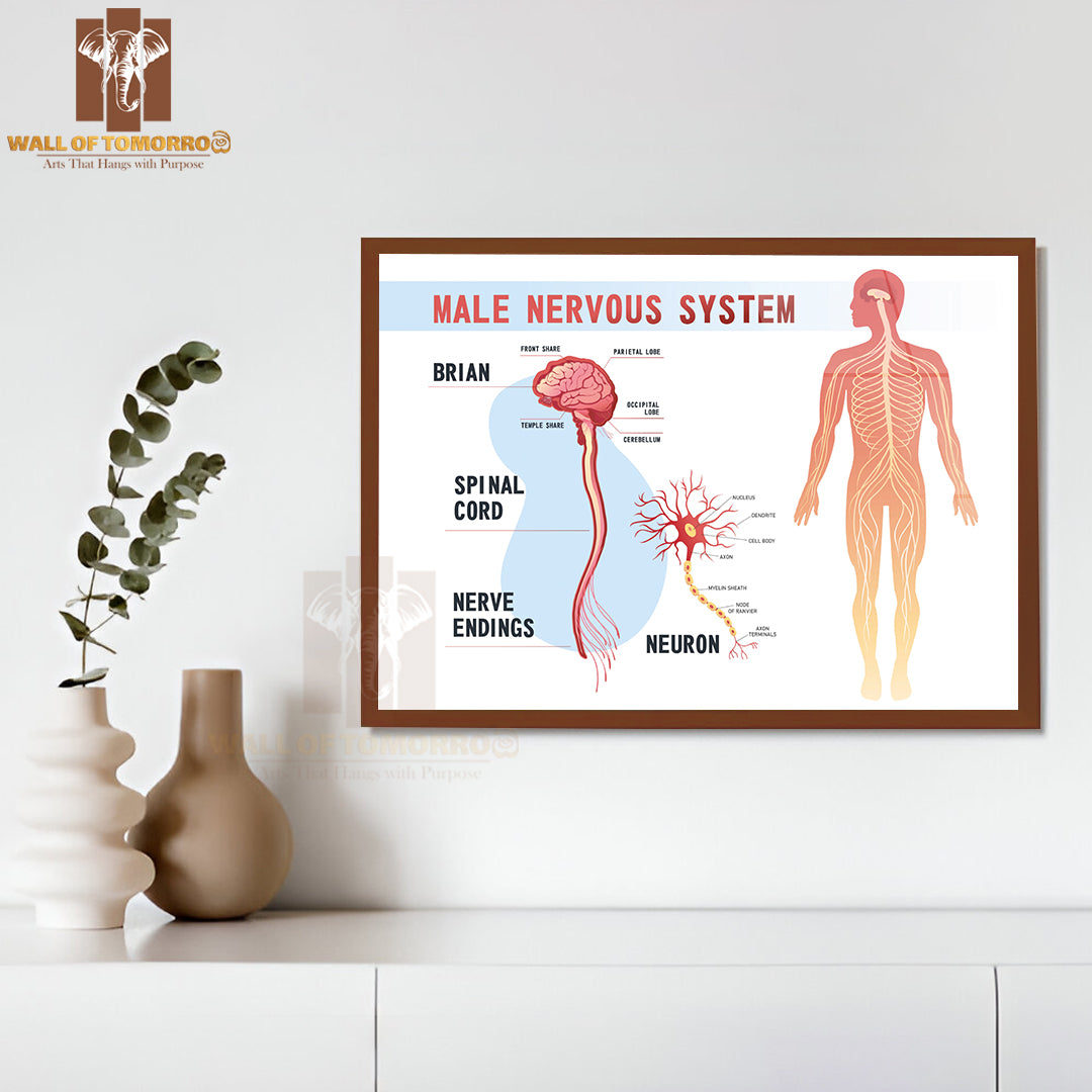 Human Peripheral Nervous System, Brain, Spinal Nerve Endings Educational High Quality Glass Frame Wall Décor