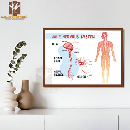 Human Peripheral Nervous System, Brain, Spinal Nerve Endings Educational High Quality Glass Frame Wall Décor