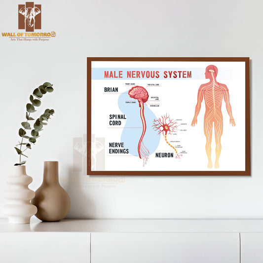 Human Peripheral Nervous System, Brain, Spinal Nerve Endings Educational High Quality Glass Frame Wall Décor