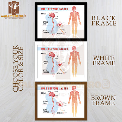 Human Peripheral Nervous System, Brain, Spinal Nerve Endings Educational High Quality Glass Frame Wall Décor