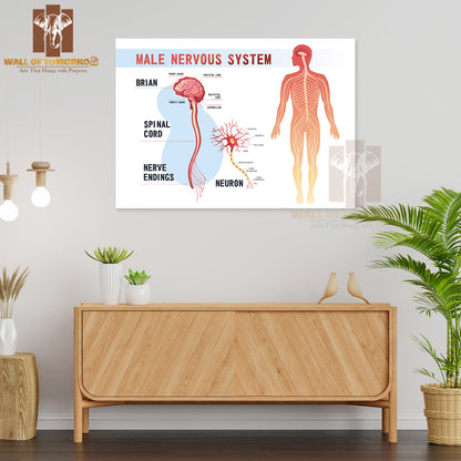 Human Peripheral Nervous System, Brain, Spinal Nerve Endings Educational High Quality Unframed Poster Print & Waterproof Poster Print Wall Décor