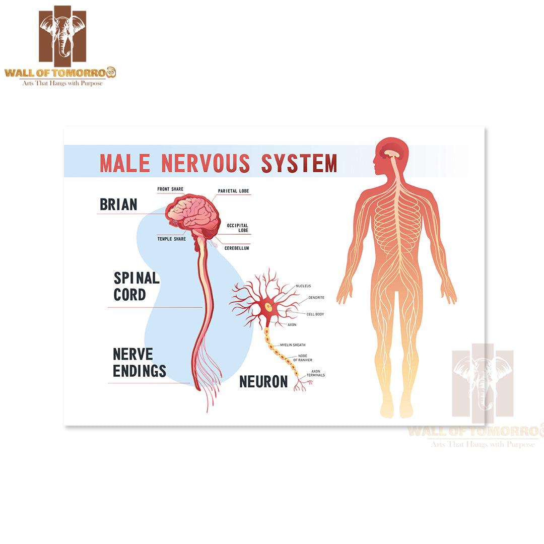 Human Peripheral Nervous System, Brain, Spinal Nerve Endings Educational High Quality Unframed Poster Print & Waterproof Poster Print Wall Décor