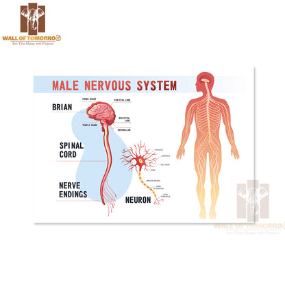 Human Peripheral Nervous System, Brain, Spinal Nerve Endings Educational High Quality Unframed Poster Print & Waterproof Poster Print Wall Décor