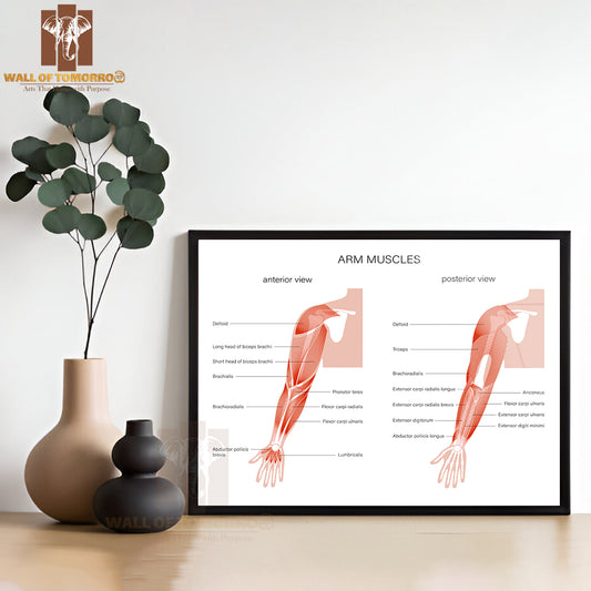 Human Biceps, Triceps Brachioradialis and Other Muscle of Arms Posterior and Anterior View Educational High Quality Glass Frame Wall Décor